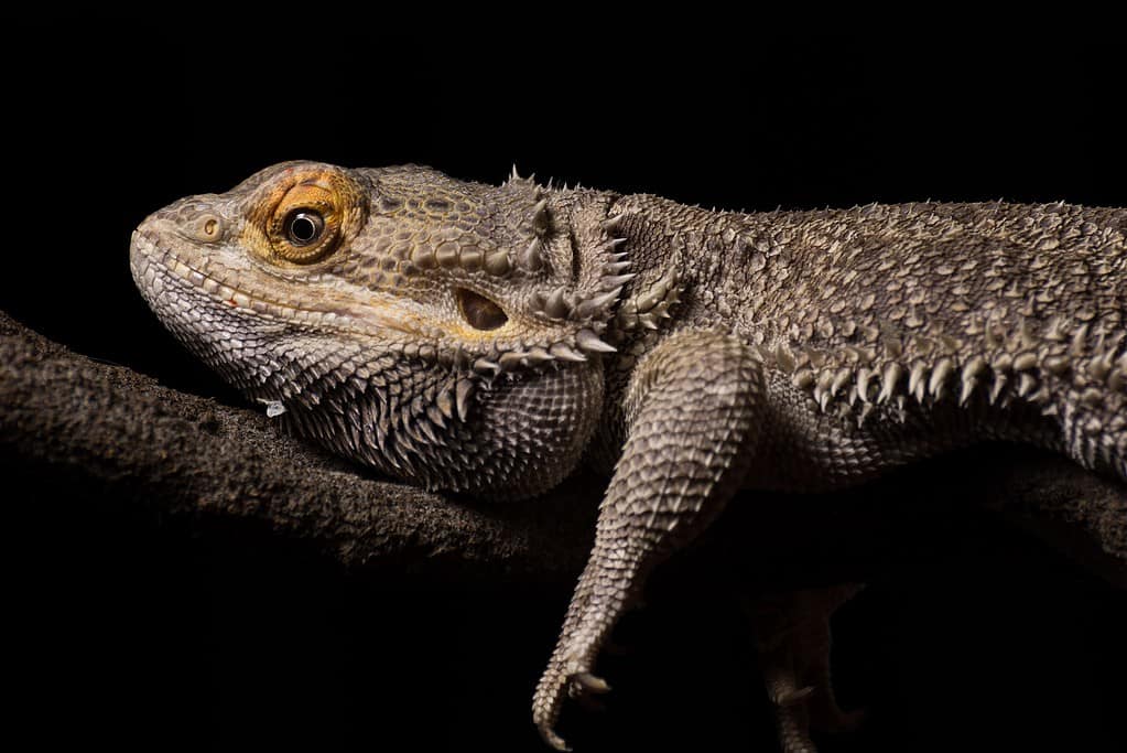 Are Bearded Dragons Good for Beginners?