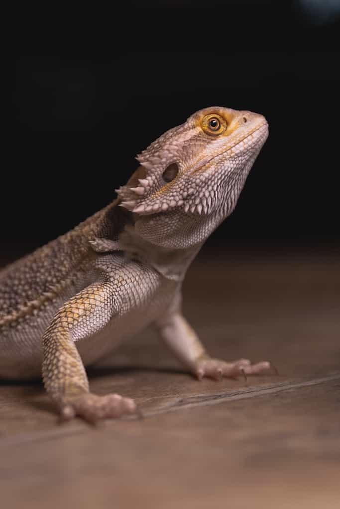 What Can Bearded Dragons Eat?