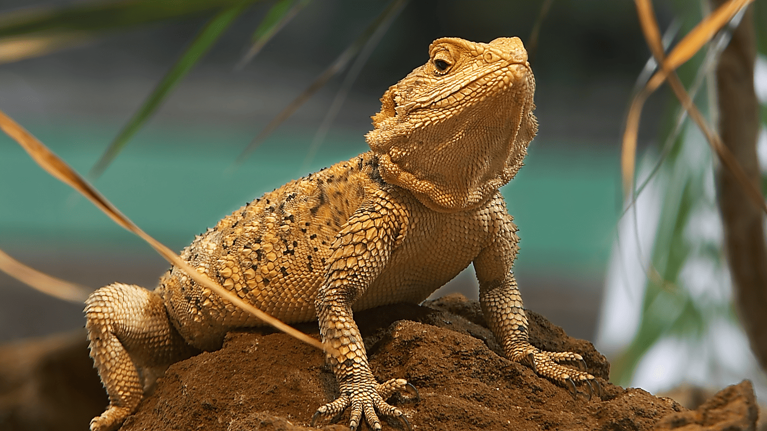 Do Bearded Dragons Pee?