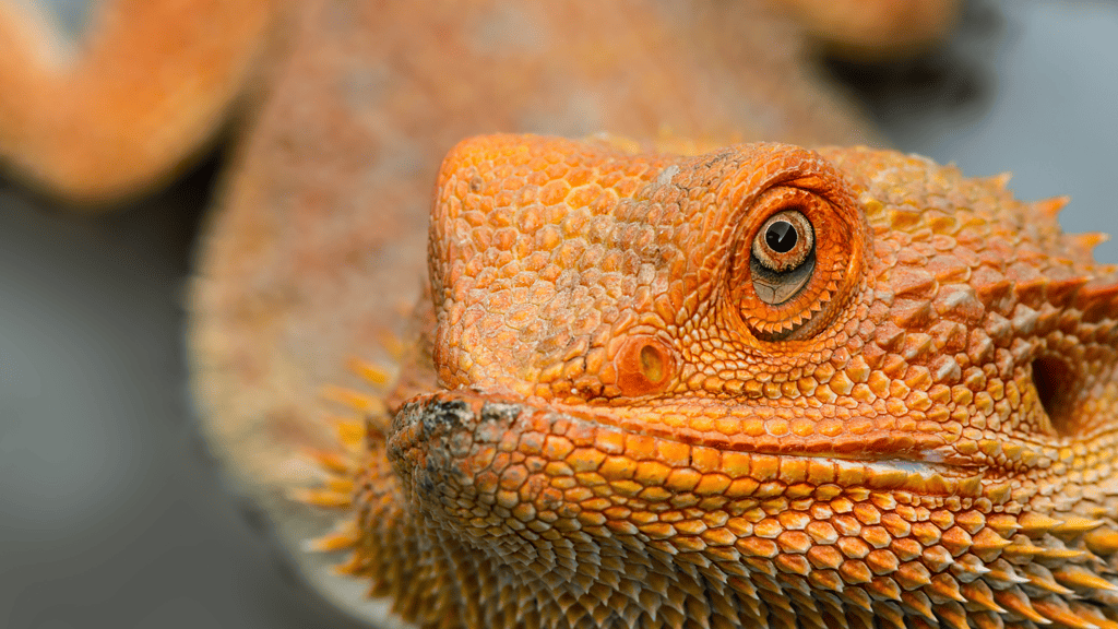 How Often Do Bearded Dragons Shed?