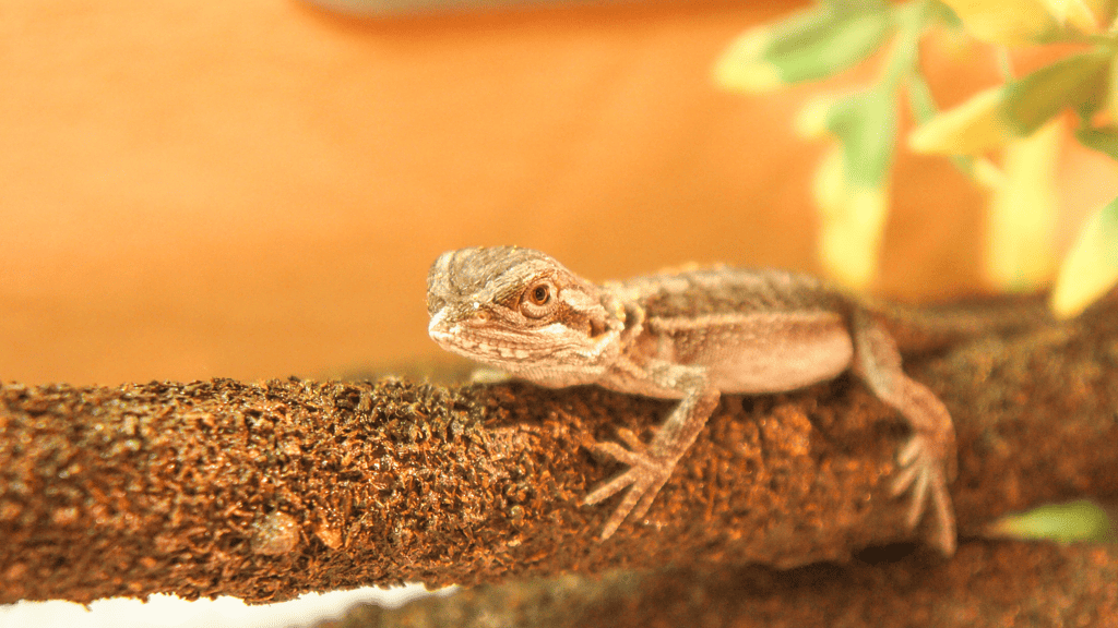 Do Bearded Dragons Need a Heat Lamp?