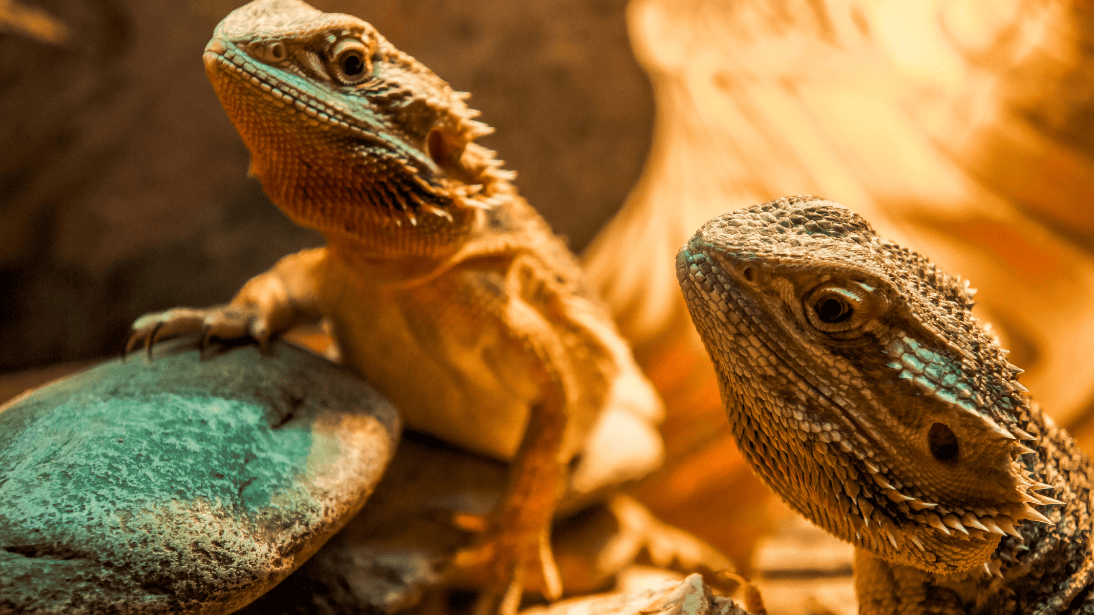 Do Bearded Dragons Need a Heat Lamp? If you're setting up a habitat for a bearded dragon, you may wonder if it needs a night time heat source or a heat lamp. Let's discuss all about it. Do Bearded Dragons Need a Heat Lamp? Yes, in order to keep a bearded dragon's habitat at an optimal temperature, it is typically necessary to provide a heat source, i.e., a heat lamp. When the temperature in the vivarium drops below 76 degrees Fahrenheit, this lamp must be turned on. In most cases, bearded dragons must be kept under a heat lamp for 12 to 18 hours daily. Beginners may find it hard to figure out how much light and heat a bearded dragon needs, which is understandable. Choosing the improper fixture might impair your bearded dragon's health. This article will tell you all you need to know about how much heat a bearded dragon needs. What are Heat Lamps? Heat lamps are light bulbs that give off both light and heat. They are available in various forms, which can be used for multiple purposes and wattages. You may get ceramic heat emitters, vapour bulbs, and heat lamps for your bearded dragon, supplying it with the necessary amount of heat to keep it healthy. The majority of the time, heat lamps are placed in the locations where beardies like to sunbathe. During the day, here is where they will rest and either perch or lay. They do this so they may also be exposed to UV radiation and heat. Since this is how bearded dragons act in the wild, it's only natural to let your pet bask in your home. The wattage of the light bulb that you will put in the heat lamp will be determined by the environment in which it will be kept. If you have a terrarium that is 50 gallons in size, you will need a bulb with a lower wattage than if you have a 100-gallon terrarium. To maintain the same temperature inside the terrarium, the heater's wattage will need to be increased. Do Bearded Dragons Need Heat Lamp To Sleep? Bearded Dragons need a heat lamp to keep them warm at night, but only when the temperature dips below 76 degrees Fahrenheit. During the day, it will be pretty warm, but at night, the temperature will drop to about 70-76°F. If the temperature in the room is already this high or close to it, then you do not need to purchase any more heaters to keep your beardie warm. On the other hand, if the temperature falls below the range of 70 to 76 degrees Fahrenheit, you might want to acquire a ceramic heat emitter. A ceramic heater will produce no light while still providing sufficient heat to maintain the tank's temperature at a constant level. How to Use a Heat Lamp at Night for a Bearded Dragon? At night, you might also require the use of a heat lamp. This is to ensure the temperature doesn't fall below 76 degrees Fahrenheit. The great news is that you can find nighttime heat bulbs in stores, and these bulbs produce a lesser degree of light. Because of this, your bearded dragon can maintain a comfortable temperature without being bothered by any light. Night-time heat bulbs are often sold in shades of red or dark blue and may be purchased at pet stores as well as online. These bulbs' wattage can range from 15 to 75, depending on the specific model. Because your bearded dragon cannot see the light emitted by these bulbs, you won't have to worry about the bearded dragon being scared by it. If you use a lamp that simulates daylight at night, please do not do so since it will prevent your dragon from having a restful sleep. What Happens If a Beardies Gets Cold? Many bad things can happen if you don't keep your beardie warm. The first sign is that your pet will become tired and have a diminished appetite or none. This is because inadequate illumination for bearded dragons causes a slowdown in the bearded dragon's metabolism. Exposure to cold for an extended period can effectively constitute a dead environment for a bearded dragon. Because of this, the temperature is an extremely important factor. What About Under Tank Heat Pads? Bearded dragons require a steady supply of moderate heat, which may be provided with under-tank heating pads. In addition to the heat lamps, these cushions may be placed below the terrarium to provide additional warmth. Heat pads are perfect for warming the layer underneath and giving your bearded dragon a little more warmth. Heat pads are beneficial, not just in the winter but also in other cold seasons. If you need a heating pad under the tank, you'll have to ensure it fits the terrarium. This is because heat pads of an insufficient size will not provide sufficient heat. You may want more than one heat pad if you have a huge terrarium. In addition, you will want an adequate number of power outlets into which the heating pads may be plugged. Heat Tape Heat tapes, also referred to as "heat cables," can heat particular habitat regions. Wrapping tape over the terrarium's larger rocks is one option. Tape is another option that might be used to cover the perch. When it is sunbathing, this will offer additional heat for your bearded dragon. Heat tapes should only be used when needed. If you use an excessive amount of heat tape, you run the risk of the terrarium becoming overheated. This might cause burns. Ceramic Lamp A ceramic lamp is excellent for heating at night because it doesn't give off light and won't mess up your bearded dragon's natural sleeping schedule. You can get a lot of great ceramic lamps at great prices. Make sure it is connected to a thermostat so it will only turn on when the temperature falls below 18 degrees Celsius. Infrared Nighttime Bulb A bulb that emits infrared light is yet another suitable option. The illumination from this bulb won't disturb your bearded dragon's sleep. Just remember that a ceramic lamp will last longer than an infrared bulb. Using Thermometers You should use a thermometer in the warmer parts of the terrarium, such as the basking area. This will let you always keep an eye on the temperatures. You can get good results with digital thermometers, but if you like, you may also use an analogue thermometer. Whatever type you pick, make it function properly, and check the heat frequently. Putting thermometers in different places in the terrarium lets you control the heat. Your bearded dragon will be pleased and in good health, if the temperature in its terrarium is maintained within the appropriate range. Do Bearded Dragons Always Require Heat? Your bearded dragon's vivarium should have the same heat and light cycle as the wilds, where the temperature drops at night. Because of this, your bearded dragon requires a soothing effect at night. This allows you to switch off your heat light when you get ready for bed. What Temperatures Are Unacceptable for a Bearded Dragon? In order for a bearded dragon to effectively digest the food it eats, the temperature of its habitat should be maintained at a level between 100 and 110 degrees Fahrenheit. If the environment's temperature is too high, the beardie will not be able to digest its food properly and will have other adverse effects on its health.