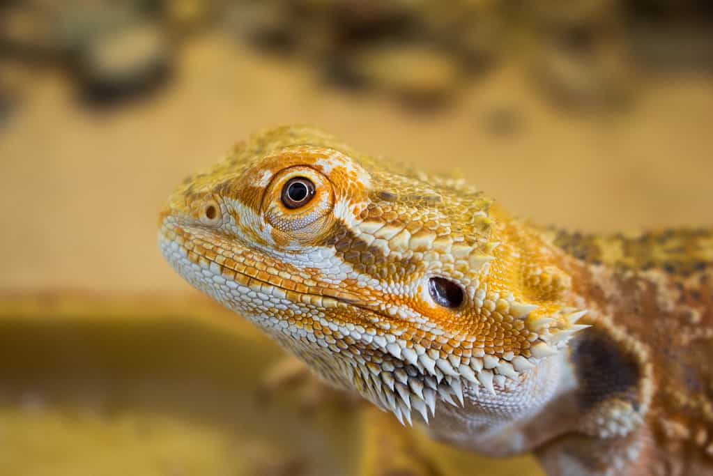 Are Bearded Dragons Social?