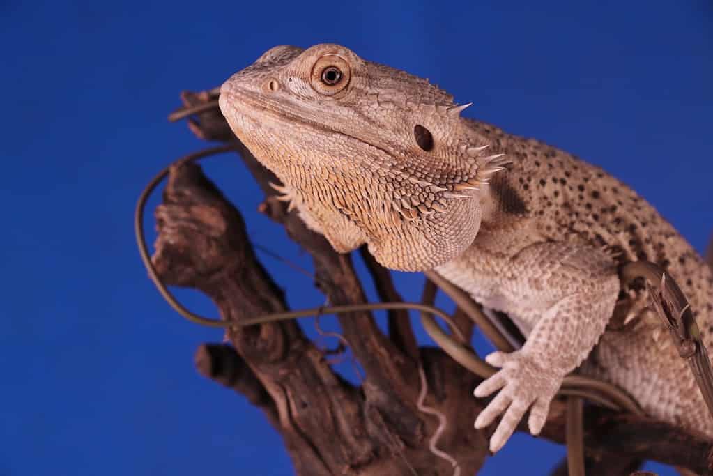 Are Bearded Dragons Exotic Pets?