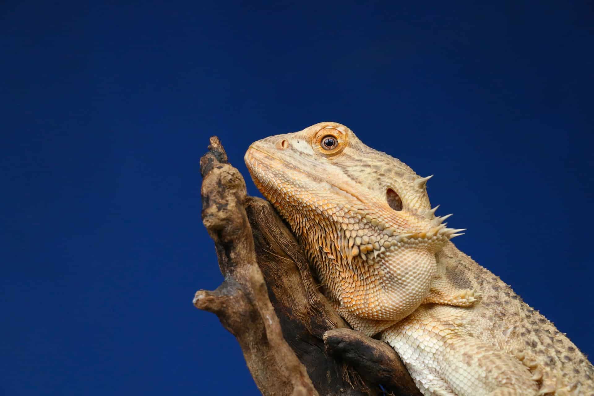 Are Bearded Dragons Good for Beginners?