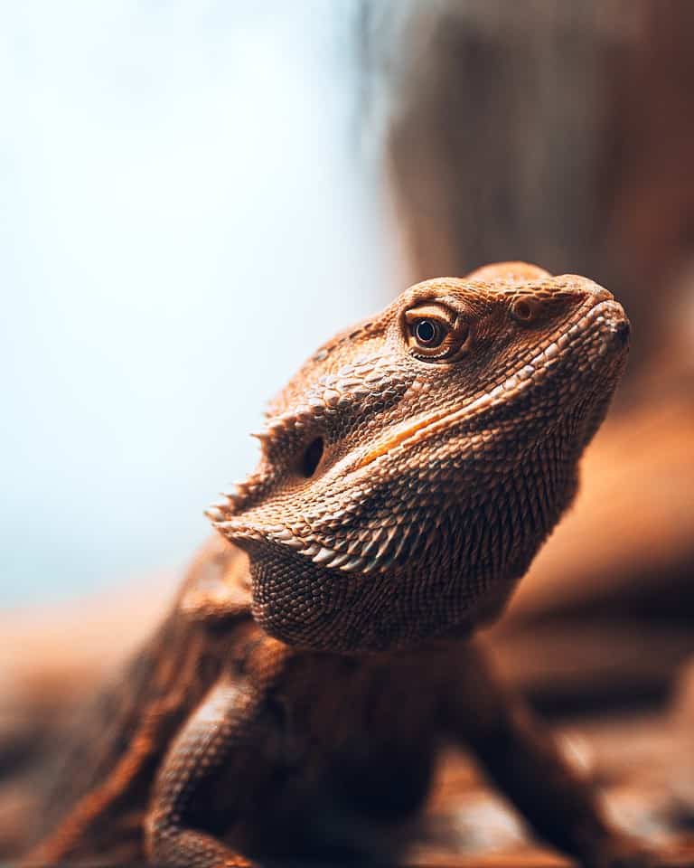 Do Bearded Dragons Bite Hurt?