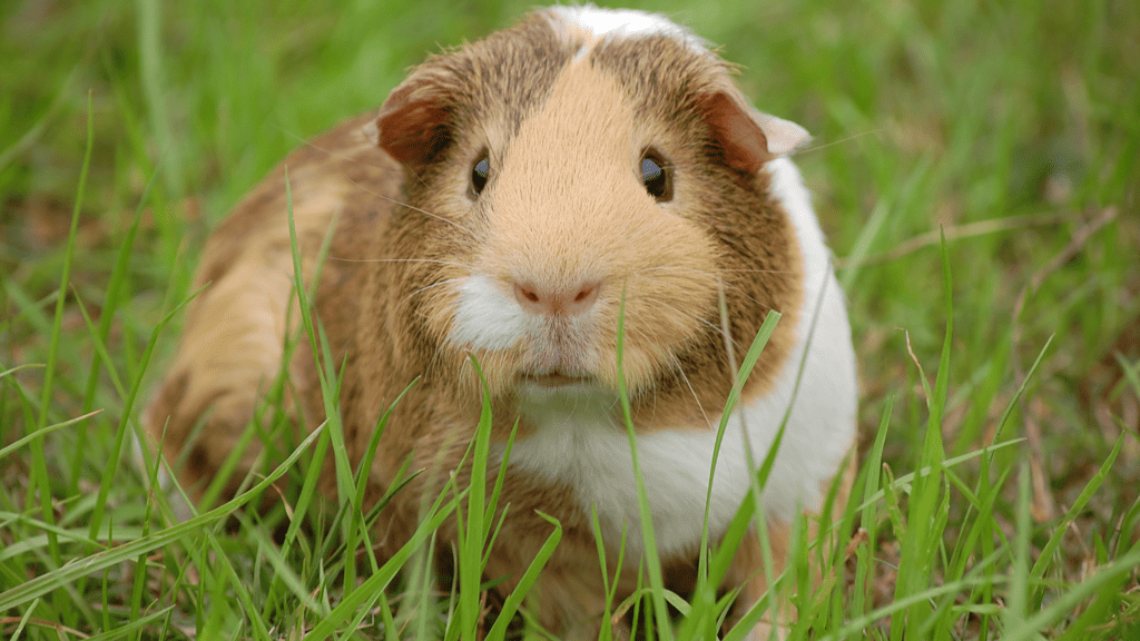 Can Guinea Pigs Eat Apples? How Much Is Too Much?
