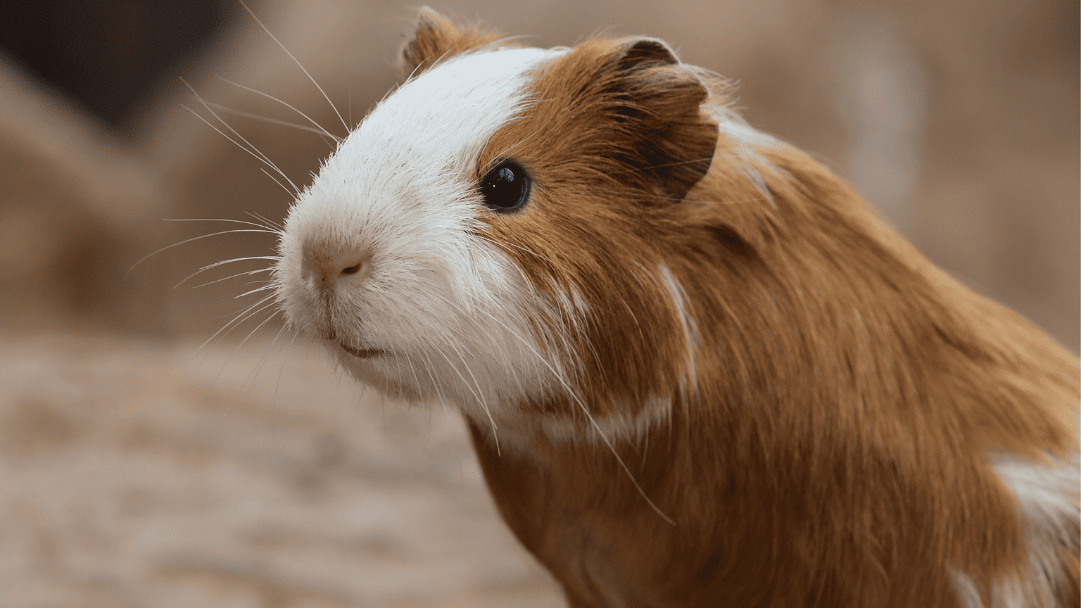 Do Guinea Pigs Poop?