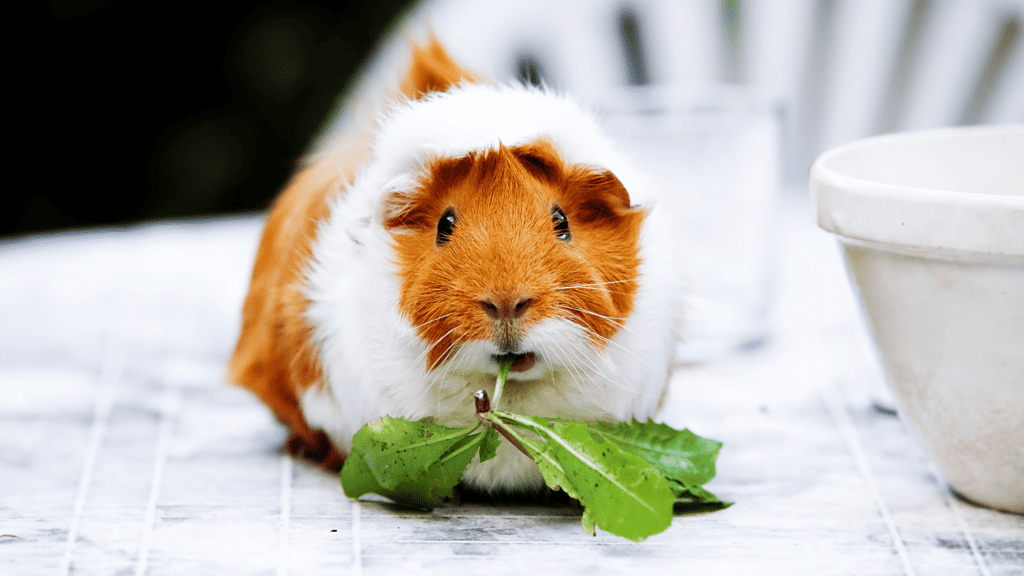Can Guinea Pigs Eat Strawberries? How Much Is Too Much?