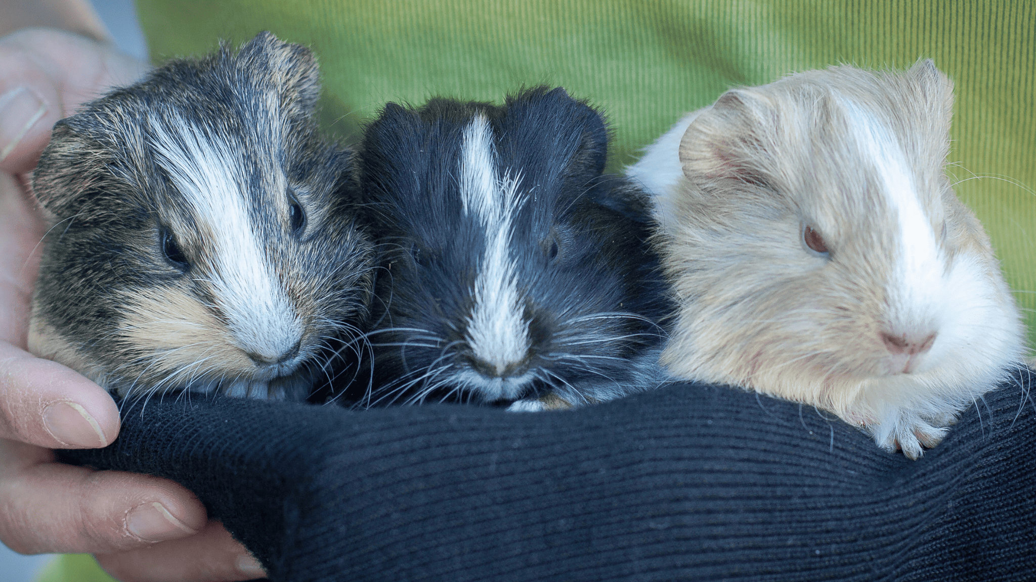 Do Guinea Pigs Sleep With Their Eyes Open?