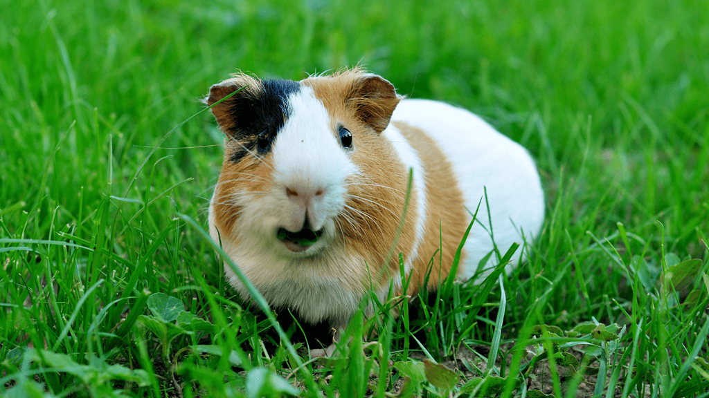 Do guinea pigs blink?