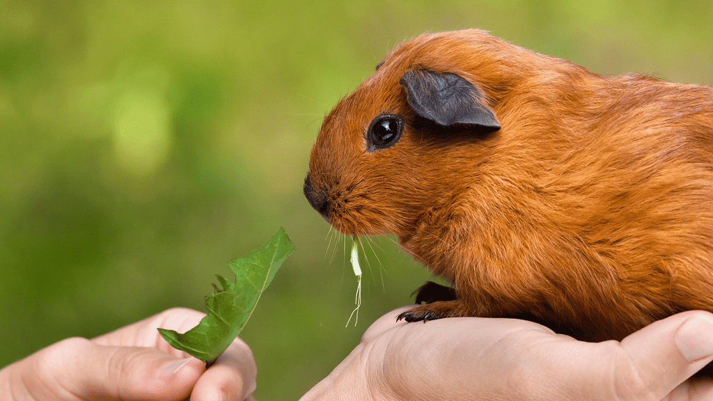 Guinea Pig Care Guide for Beginners