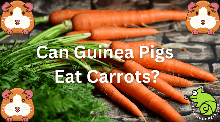 Can Guinea Pigs Eat Carrots? – Childhoodpets.com - Cooked Carrots For Guinea Pig Diet