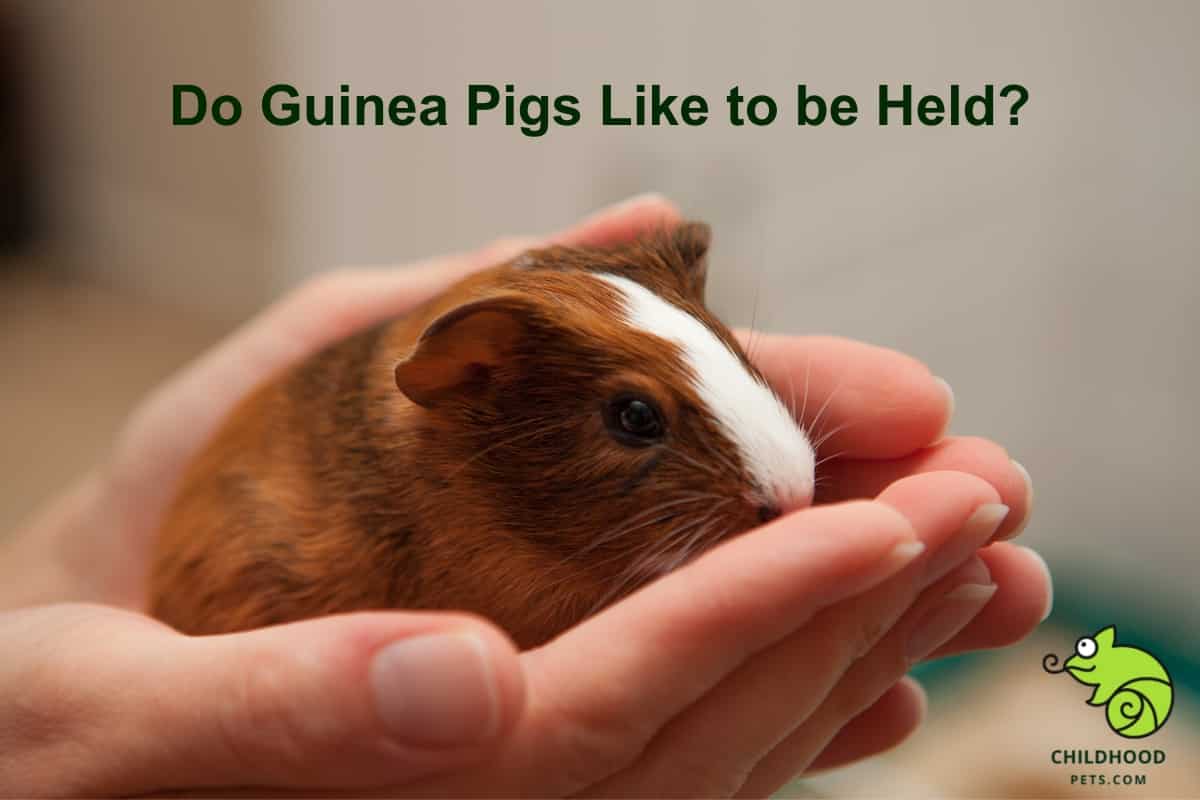 Do Guinea Pigs Like to be Held?