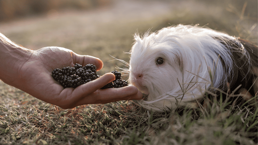 Can Guinea Pigs Eat Blackberries?