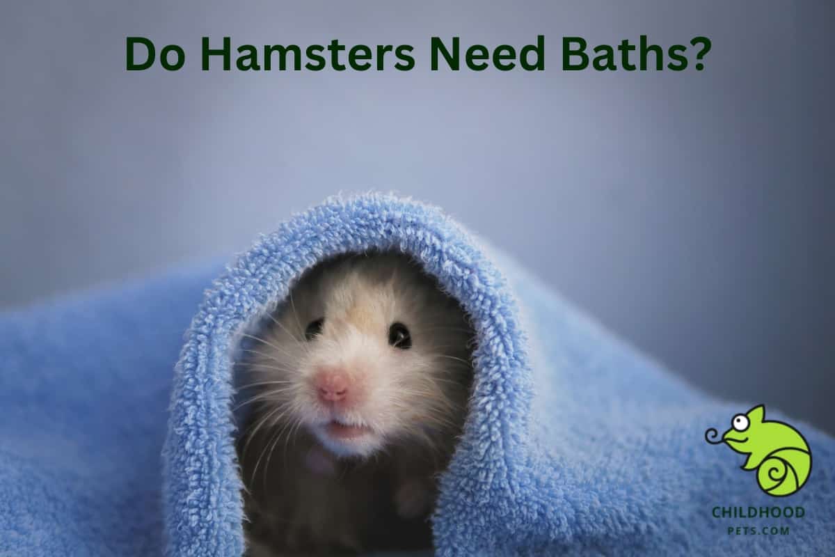 Do Hamsters Need Baths?