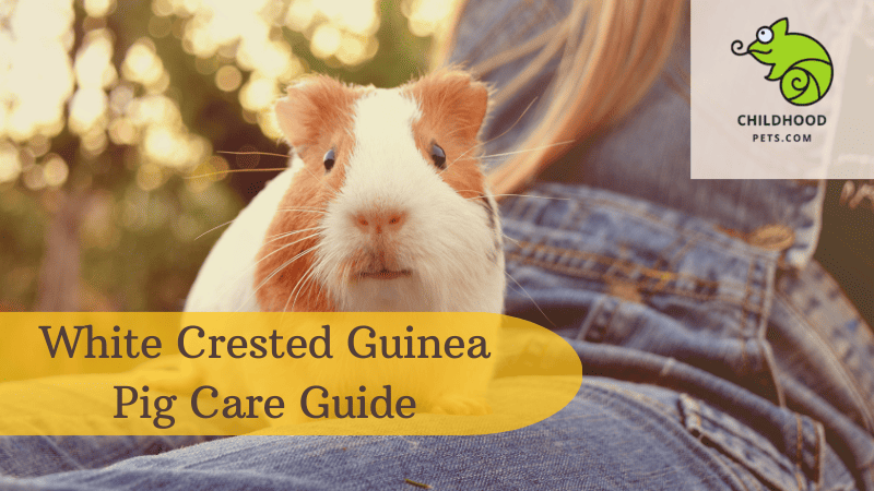 White Crested Guinea Pig Care Guide