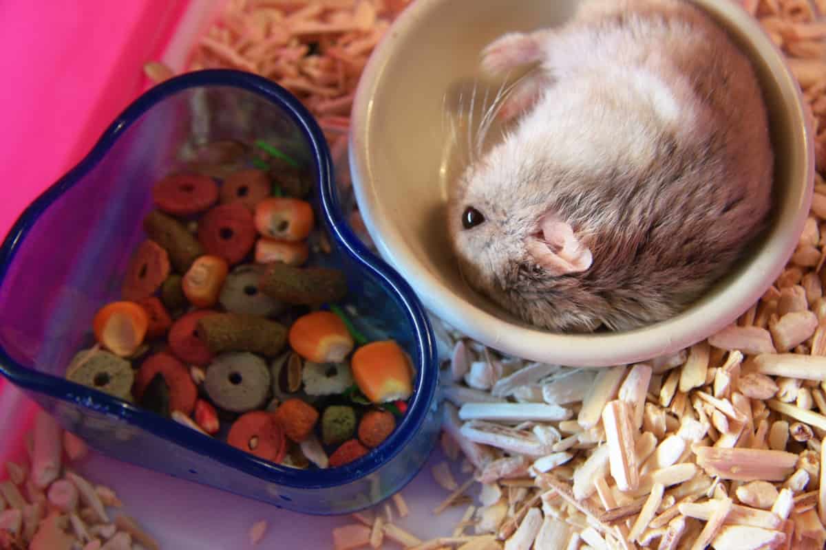 What Foods Can Hamsters Eat? A Vets review