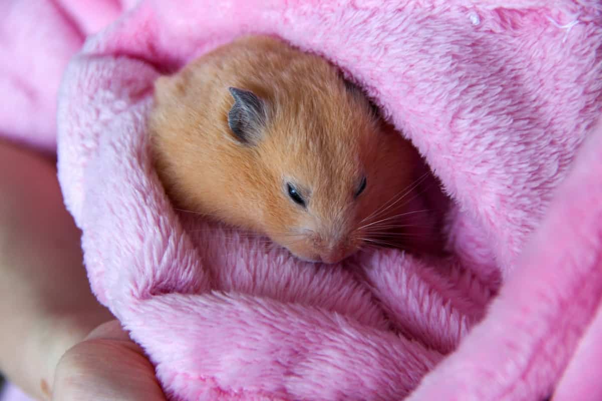 How Can You Tell If A Hamster Is Happy – Childhoodpets.com