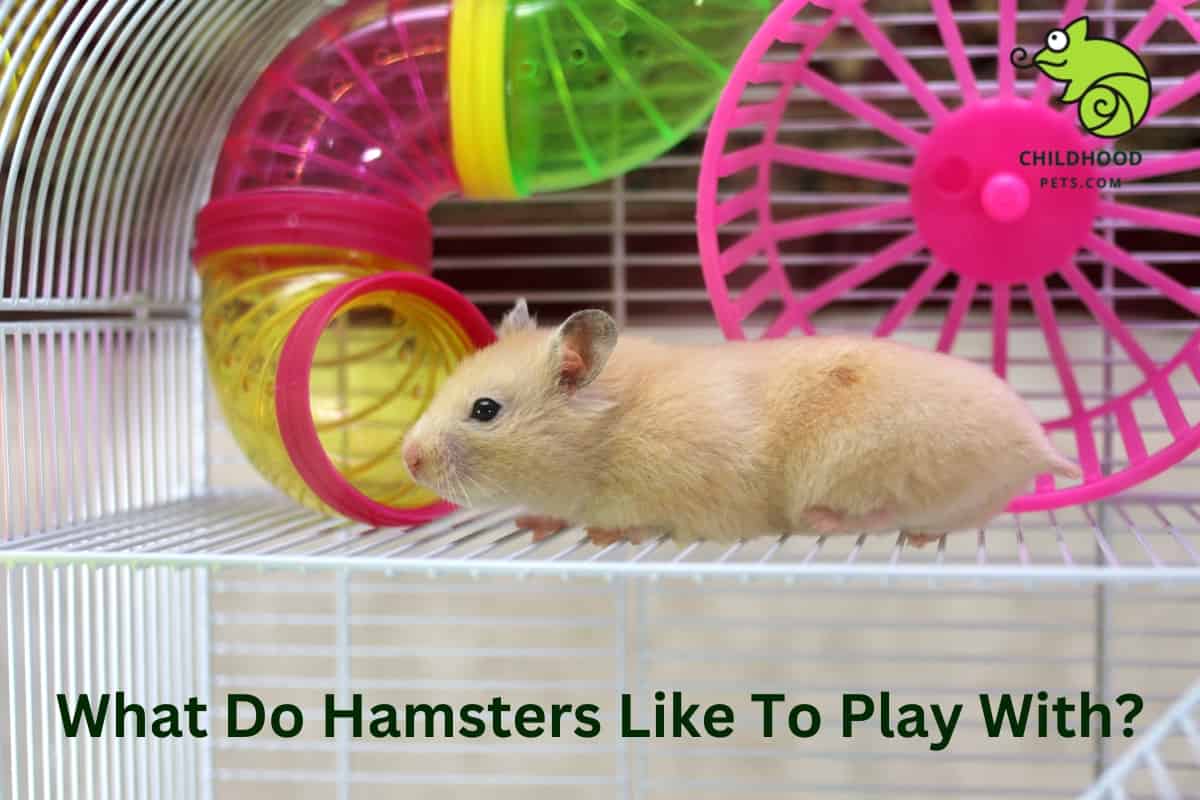 What Do Hamsters Like To Play With?