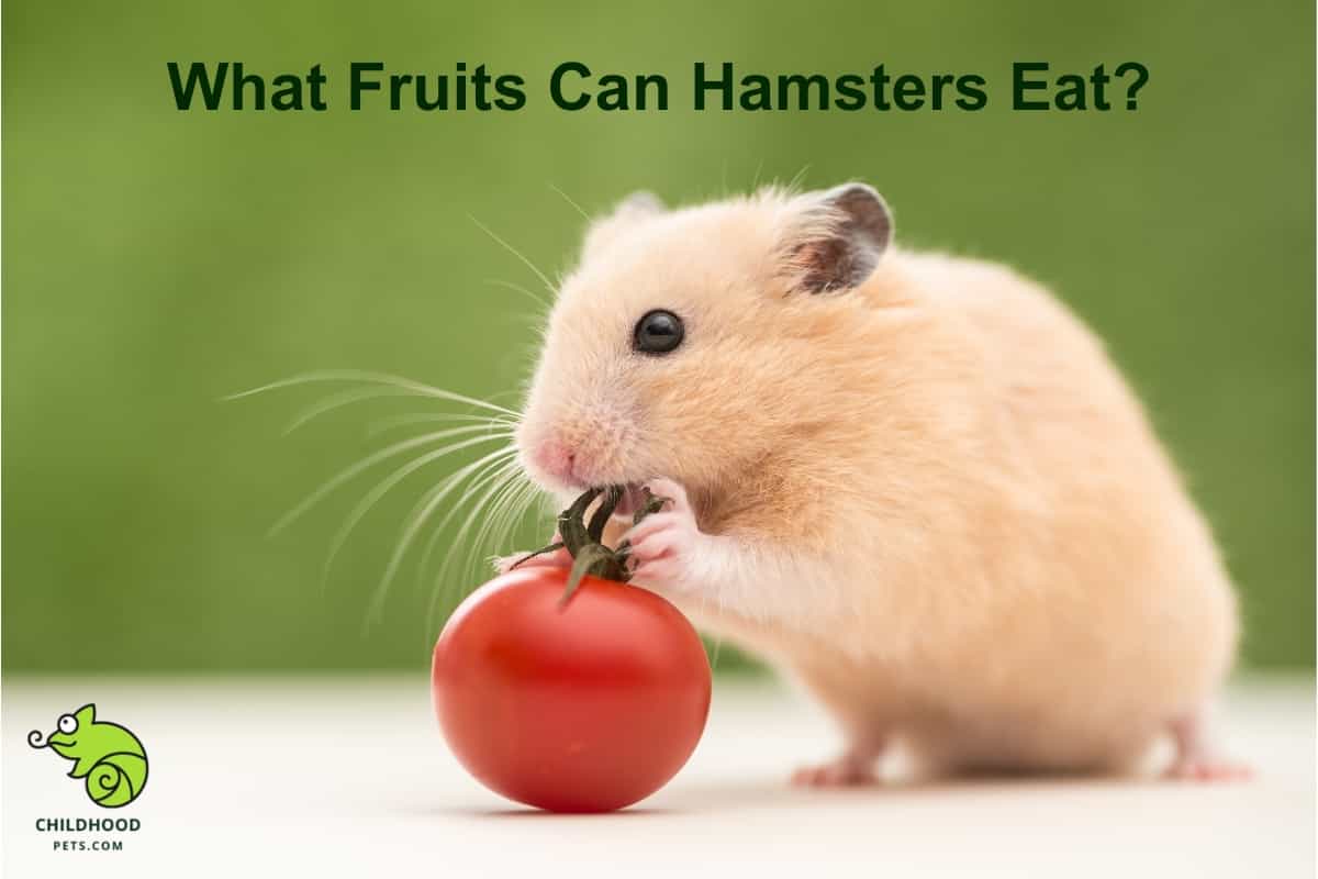 What Fruits Can Hamsters Eat?