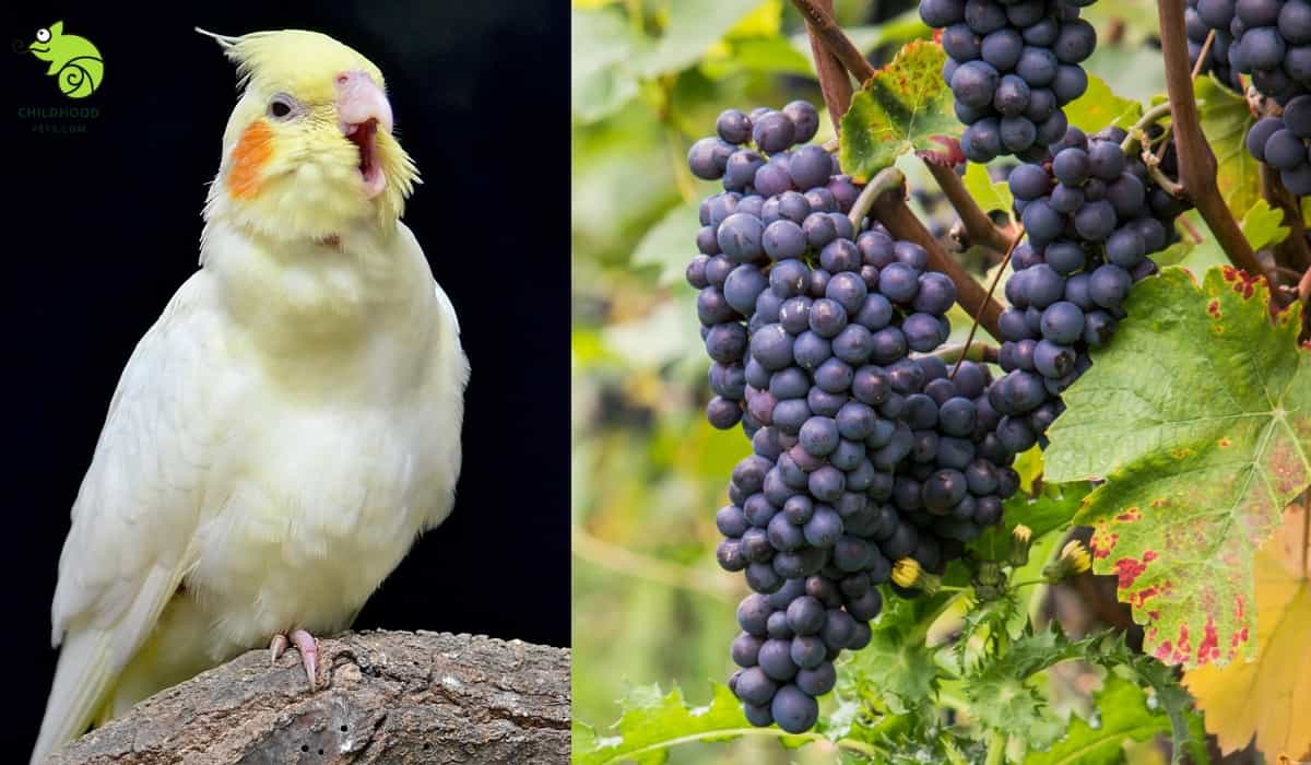 Can Cockatiels Eat Grapes? A Vet’s Report